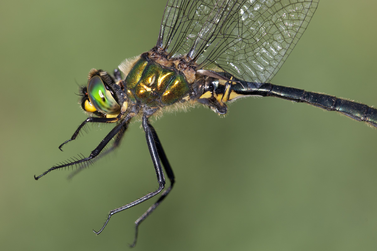 Somatochlora meridionalis ?